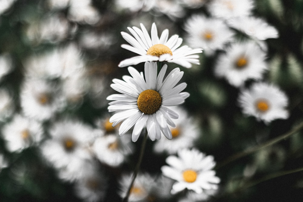 white daisy in bloom during daytime