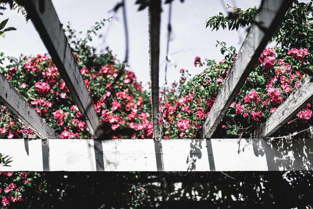 red flowers on white wooden fence