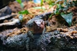 A small reptile, possibly a lizard, rests on a rocky surface surrounded by natural foliage. The environment appears to be a humid, shaded area of a forest or a terrarium, with various shades of green leaves and brown earth tones.