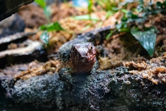 A small reptile, possibly a lizard, rests on a rocky surface surrounded by natural foliage. The environment appears to be a humid, shaded area of a forest or a terrarium, with various shades of green leaves and brown earth tones.