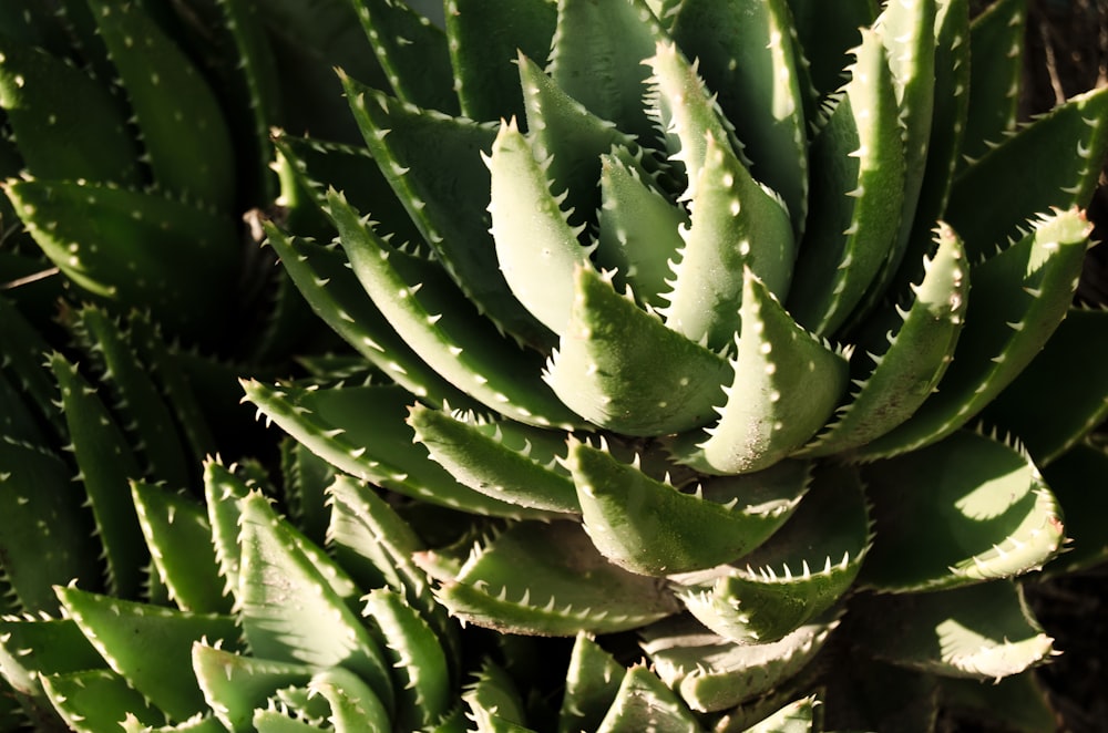 green and white plant in close up photography