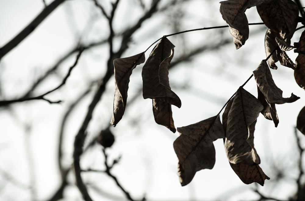 brown leaves in tilt shift lens