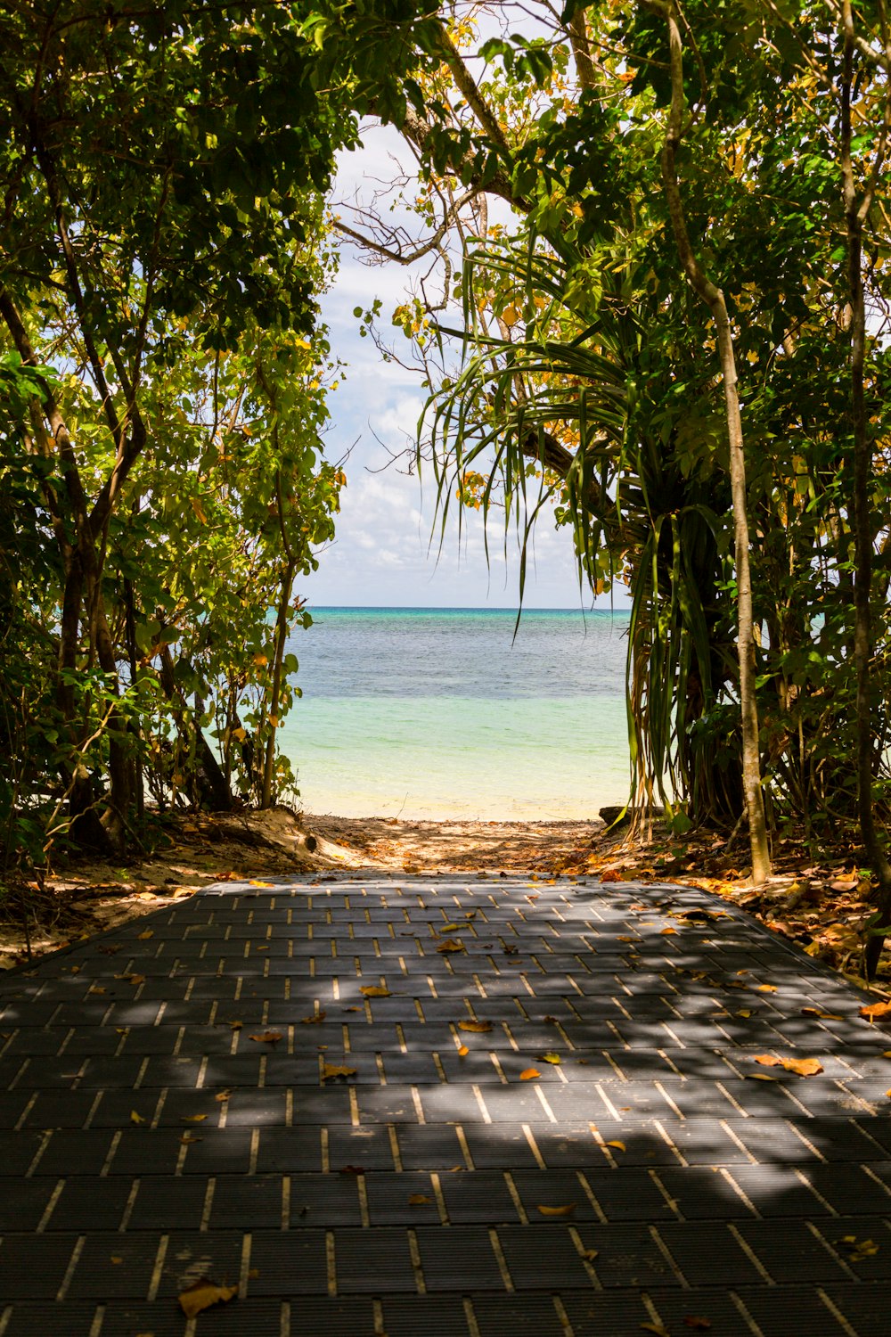 green trees near sea during daytime