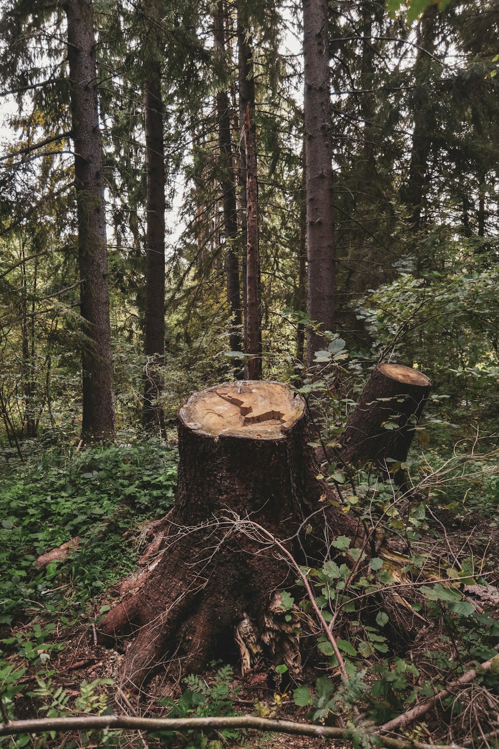 brauner Baumstamm umgeben von grünem Gras und Bäumen