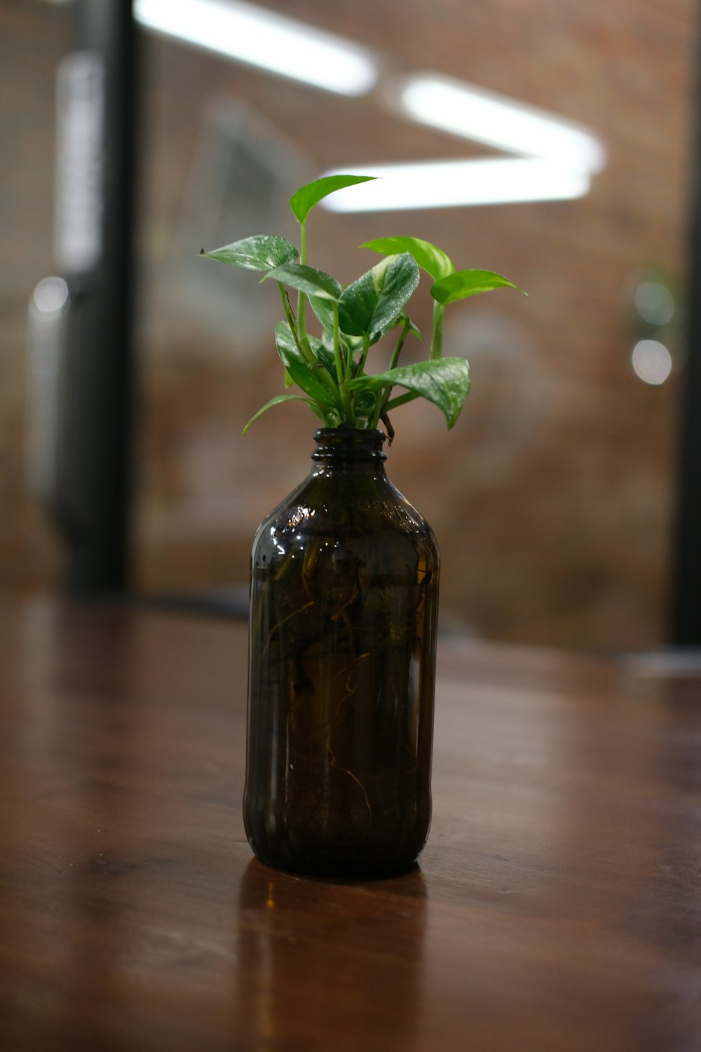 pianta verde in bottiglia di vetro marrone