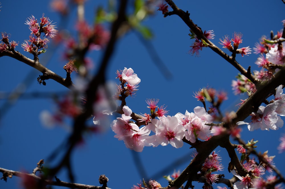 pink and white cherry blossom