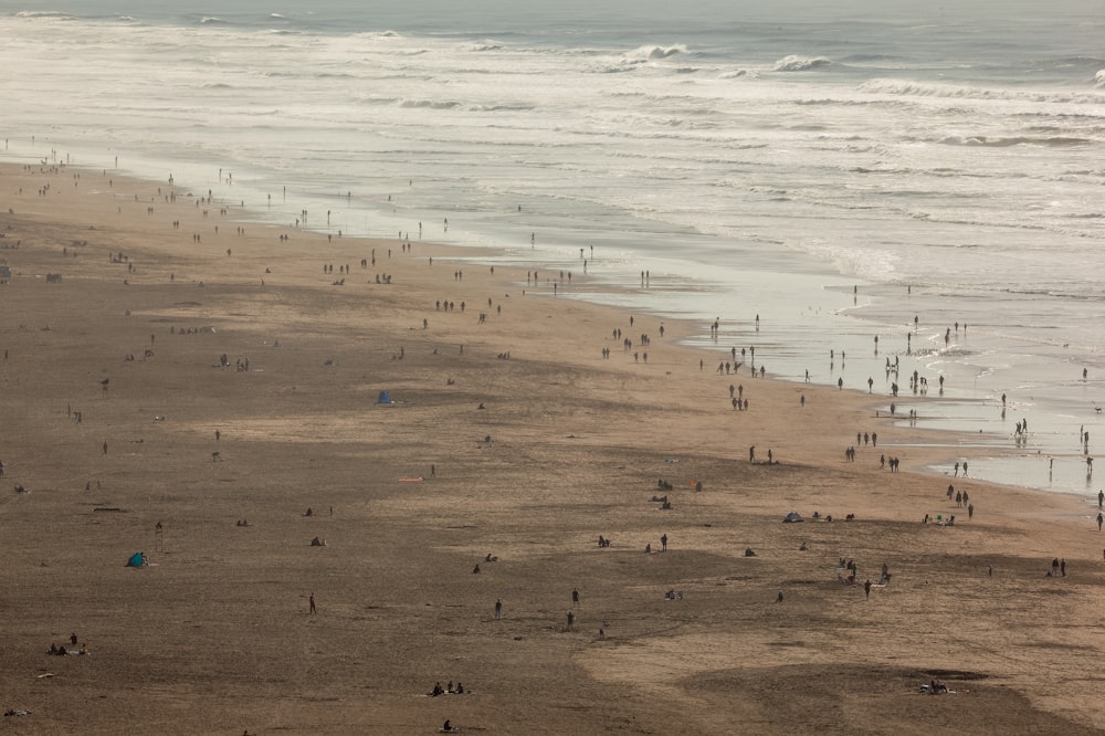 people on beach during daytime