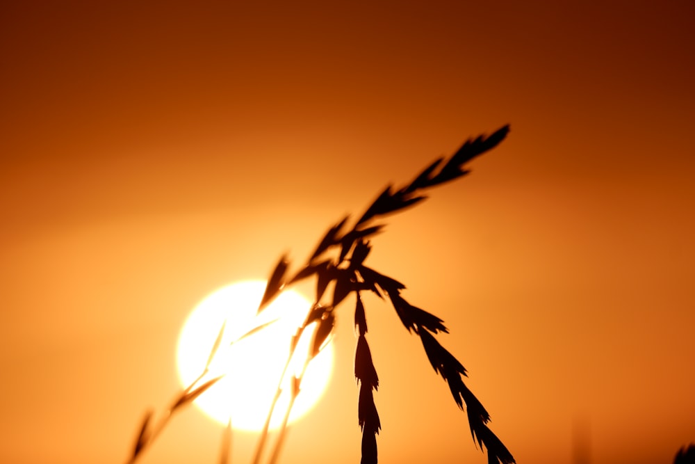 silhouette of plant during sunset