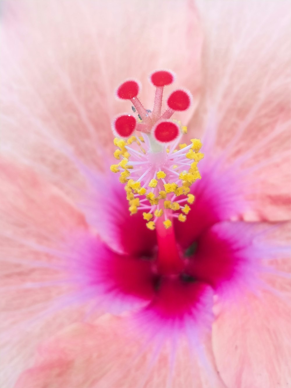 pink and yellow flower in macro photography