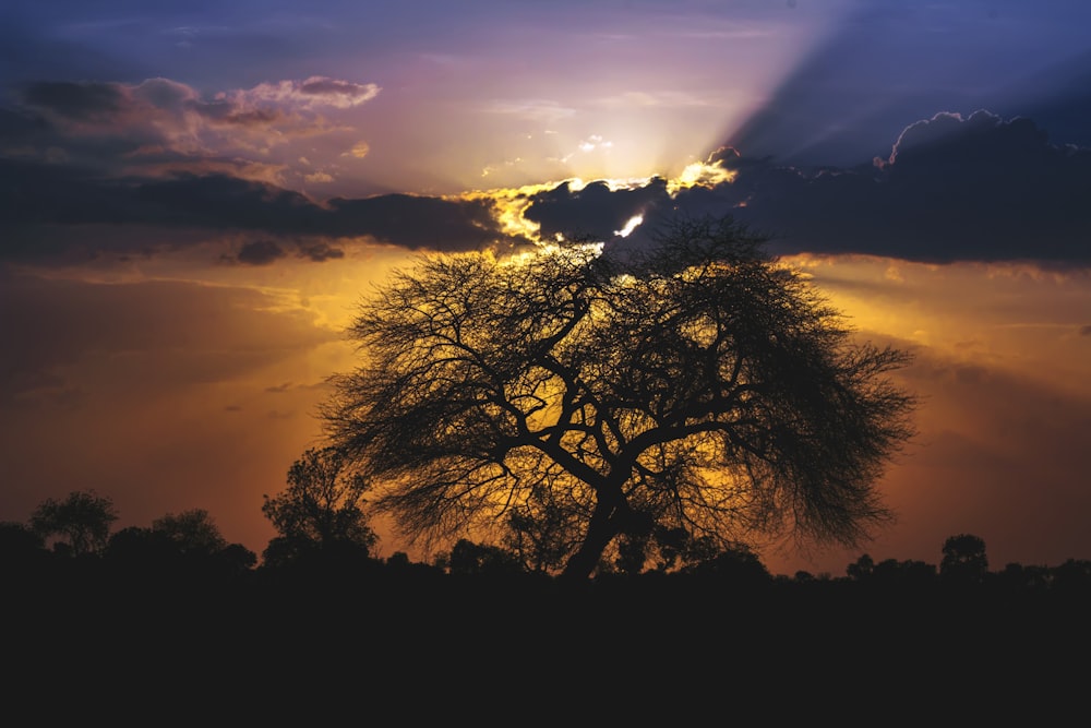 silhouette of trees during sunset