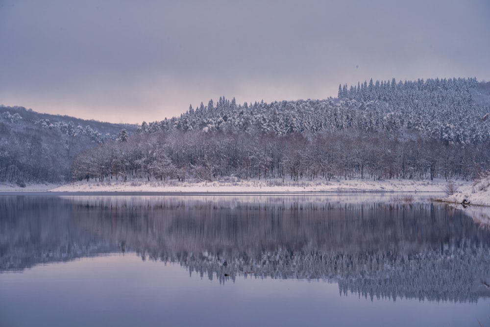 green trees near body of water during daytime