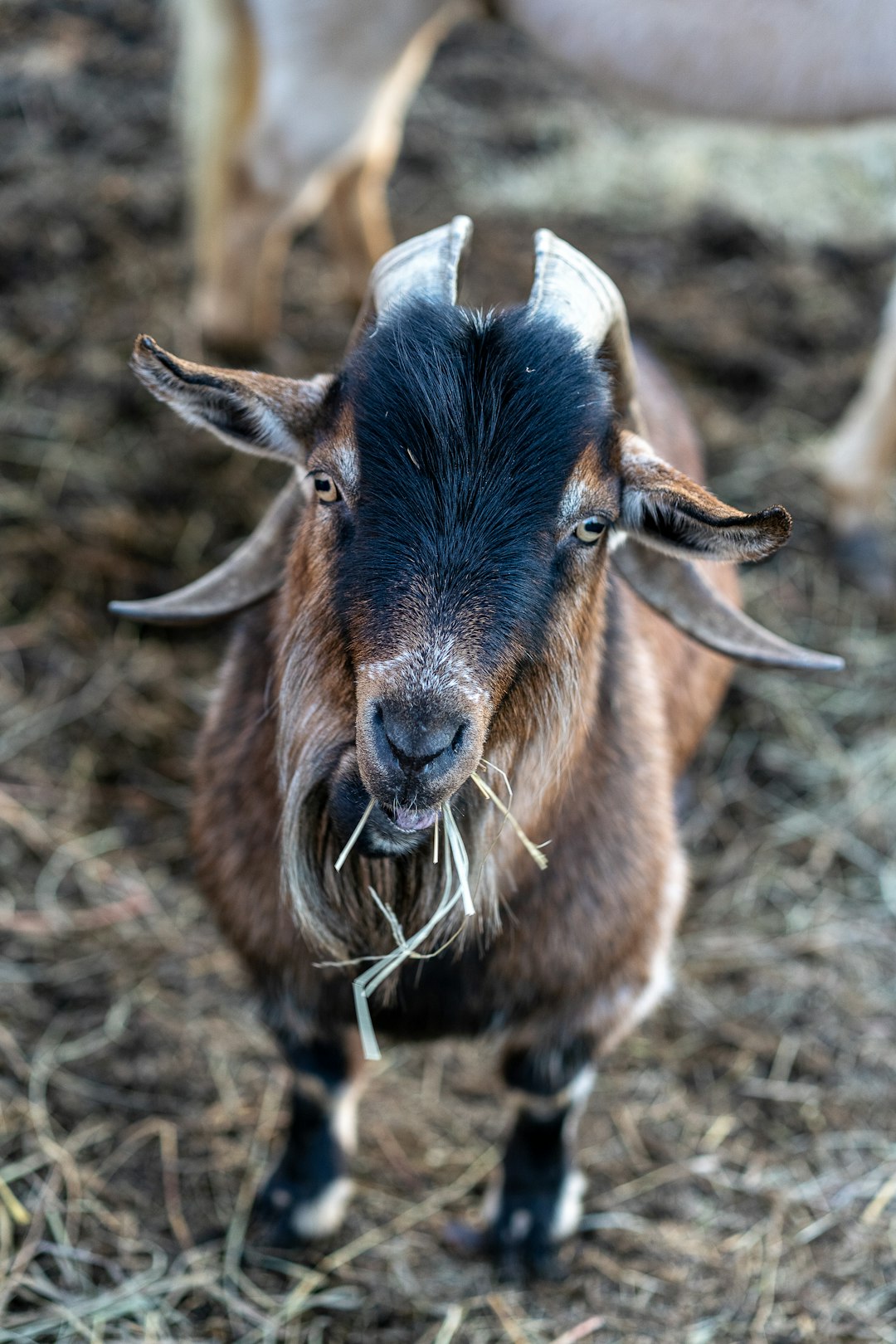 black and white goat on brown soil during daytime