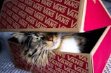 A cat being gently placed in a delivery box.