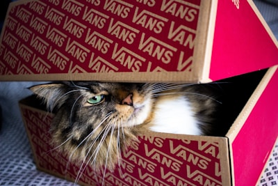 A fluffy cat with green eyes is nestled inside a partially open red and brown box with Vans branding. The cat's head is peeking out from under the lid, looking relaxed.