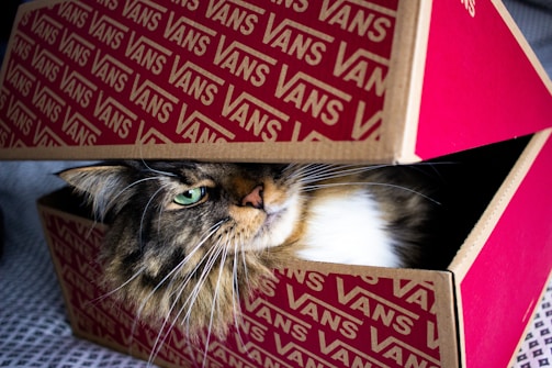 A cat being gently placed in a delivery box.