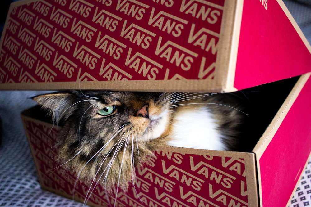 gatto soriano marrone in scatola