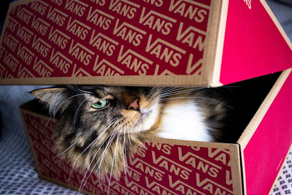 brown tabby cat in box