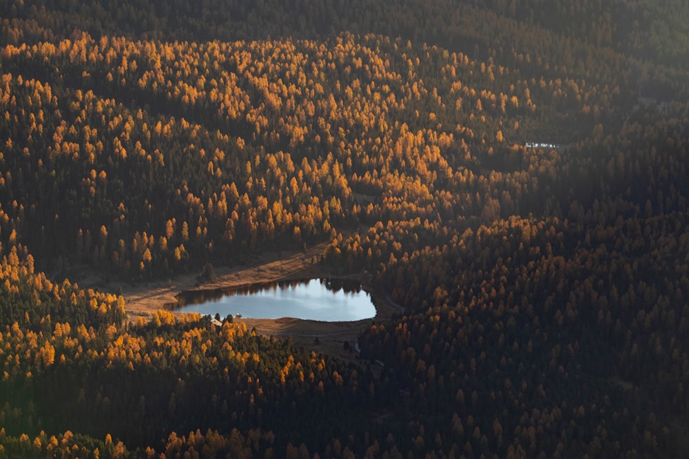 aerial view of green trees near lake during daytime