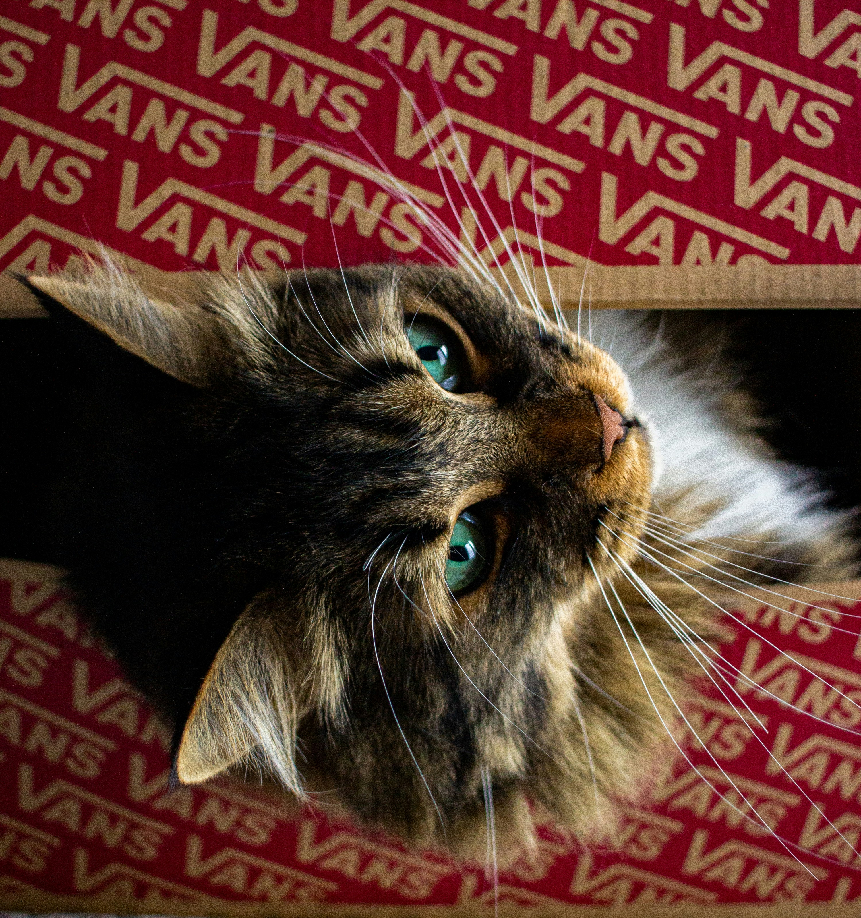 black and white cat on red and white textile