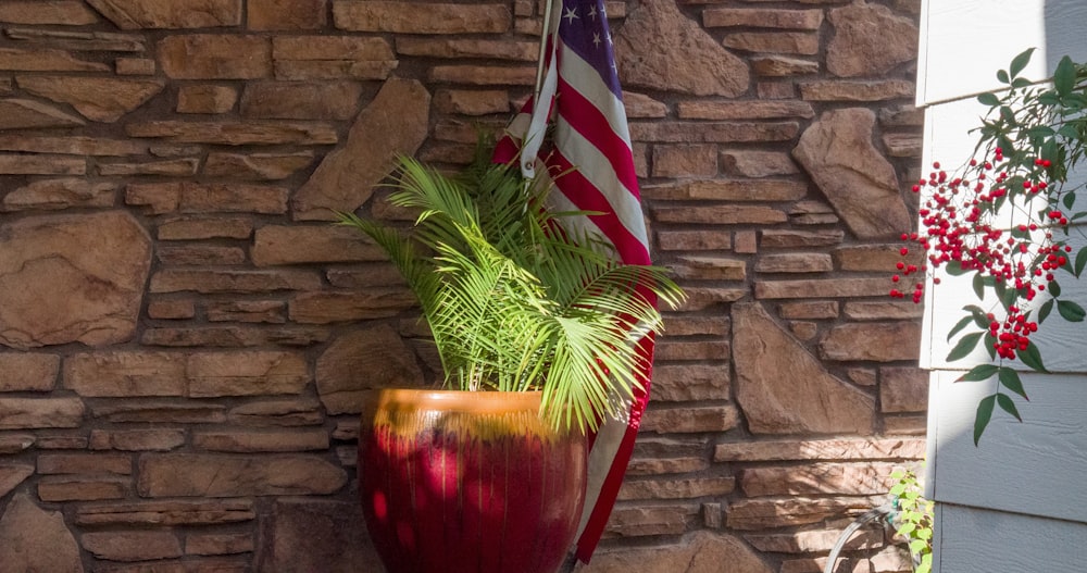 green plant on red pot