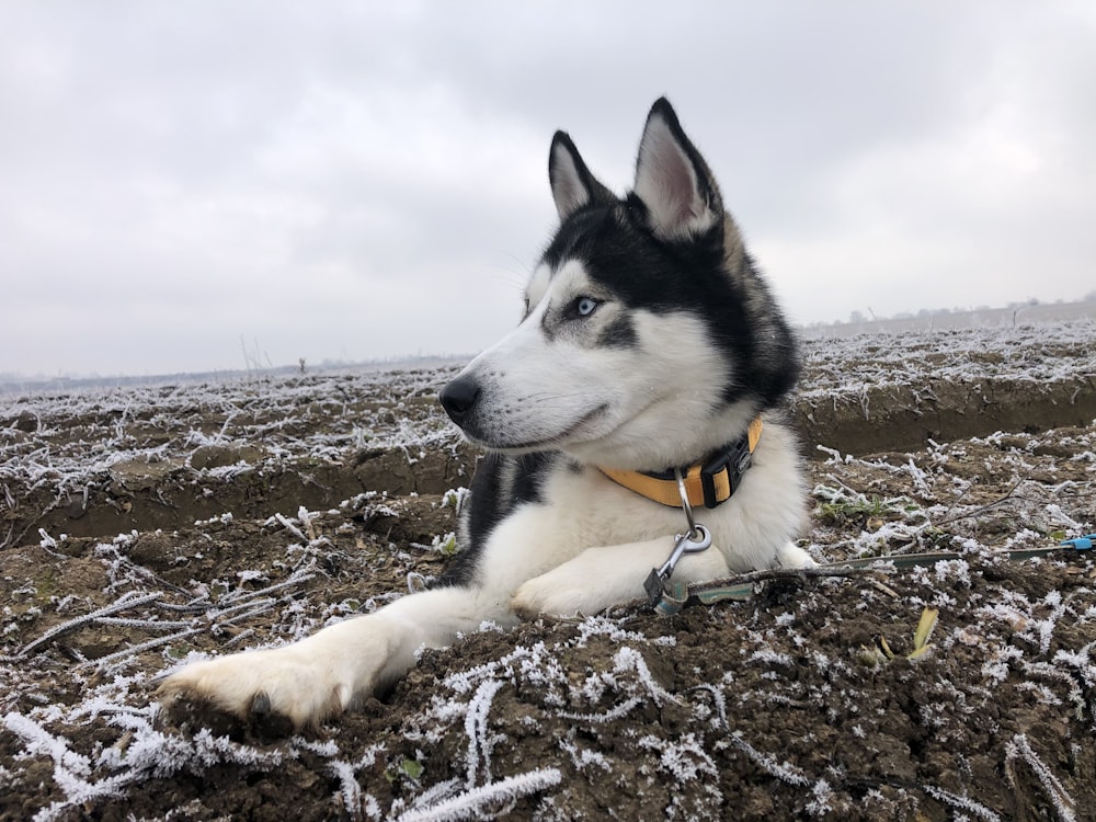 black and white siberian husky on brown field under white clouds during daytime