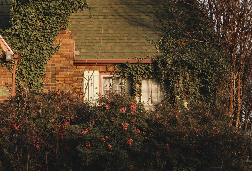 green and brown plants beside brown brick wall