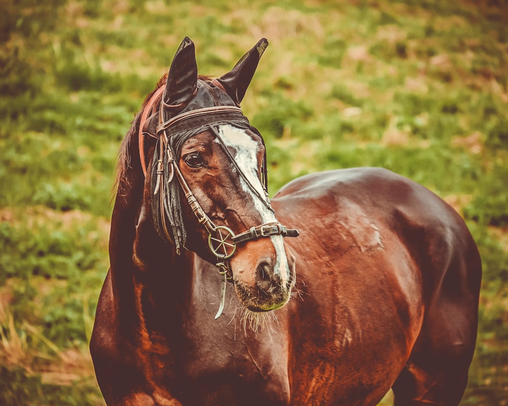 brown horse on green grass field during daytime