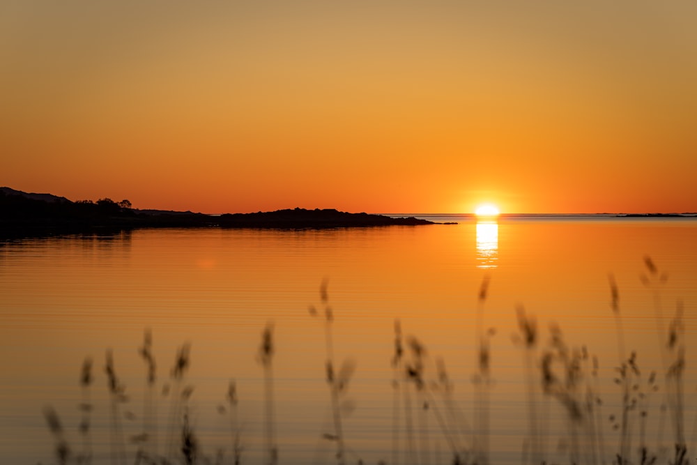 silhouette of trees near body of water during sunset