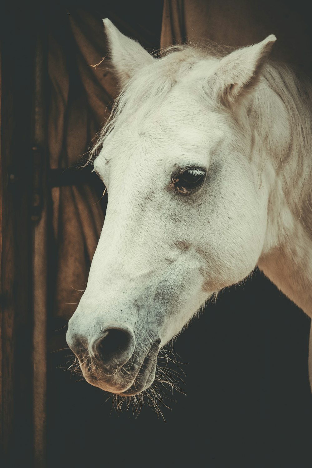 white horse head in cage