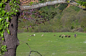 A farmer gently tending to goats in a lush green farm setting.