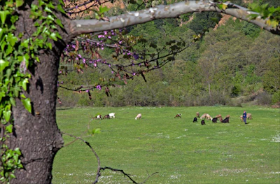 A farmer gently tending to goats in a lush green farm setting.