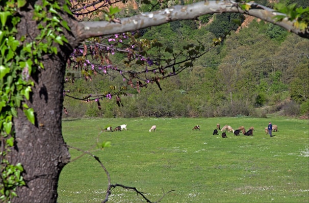 A farmer using a smartphone in a lush green pasture with goats and sheep around, symbolizing digital livestock care.