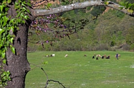 A lush green field with a scattering of goats grazing. A person stands among them in the distance, possibly a shepherd. The scene is framed by a tree with fresh green leaves and some pinkish blossoms. In the background, a dense forest can be seen, adding to the tranquil setting.