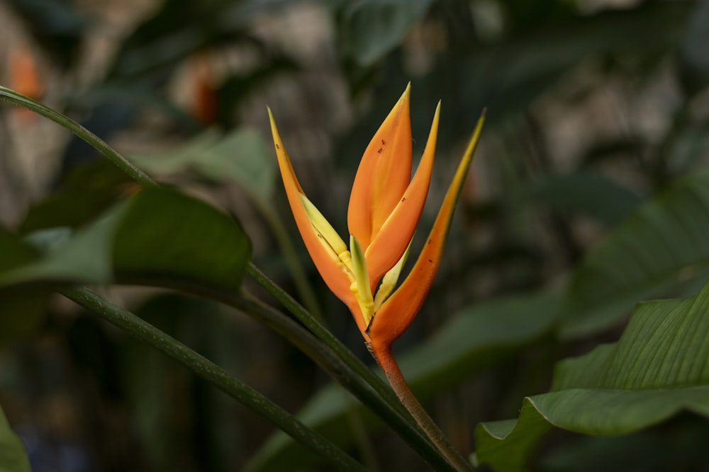 Flor de naranjo en lente de cambio de inclinación