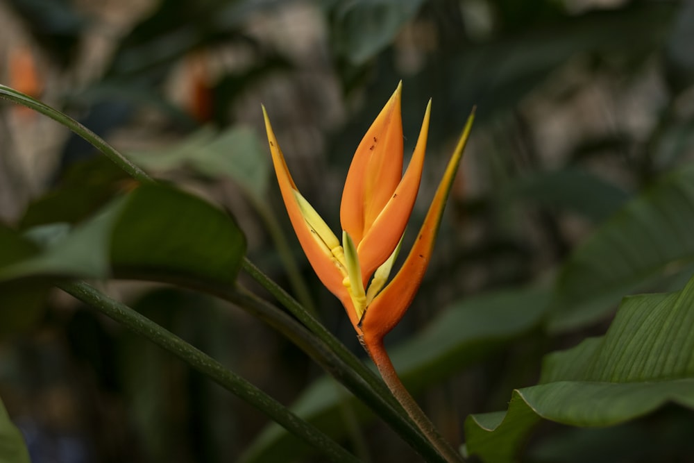 orange flower in tilt shift lens