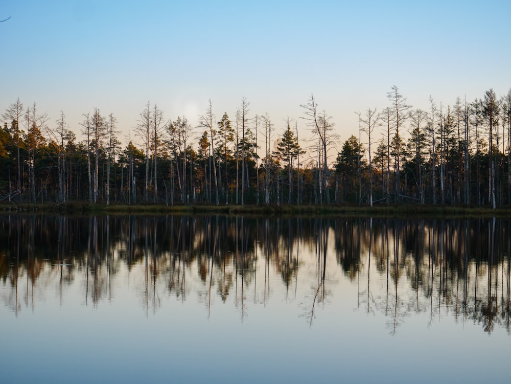 green trees beside body of water during daytime