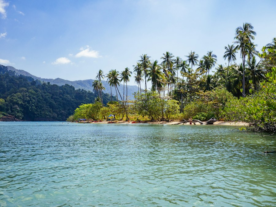 Palm trees beside the water in Krabi