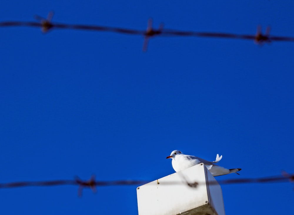 white bird on white concrete post during daytime