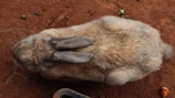 A top-down view of a brown and grey rabbit sitting on reddish-brown soil. The rabbit is facing to the left side of the image, and its ears are laid back on its head. The surrounding soil includes small pebbles and a small leaf.