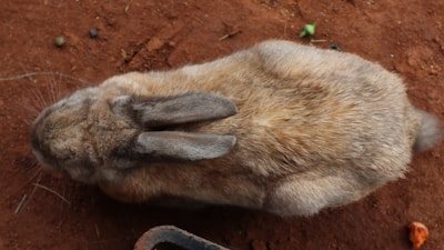 A top-down view of a brown and grey rabbit sitting on reddish-brown soil. The rabbit is facing to the left side of the image, and its ears are laid back on its head. The surrounding soil includes small pebbles and a small leaf.