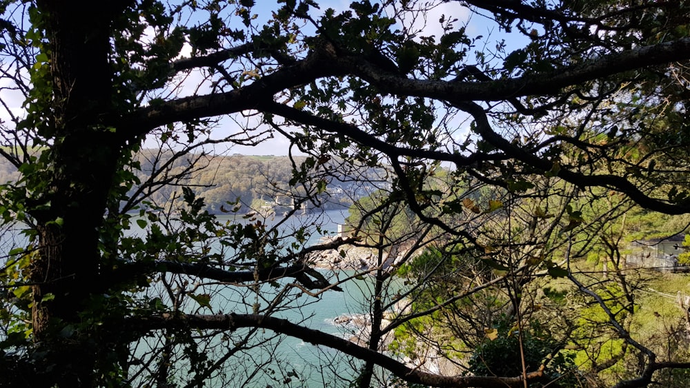 green trees near mountain during daytime