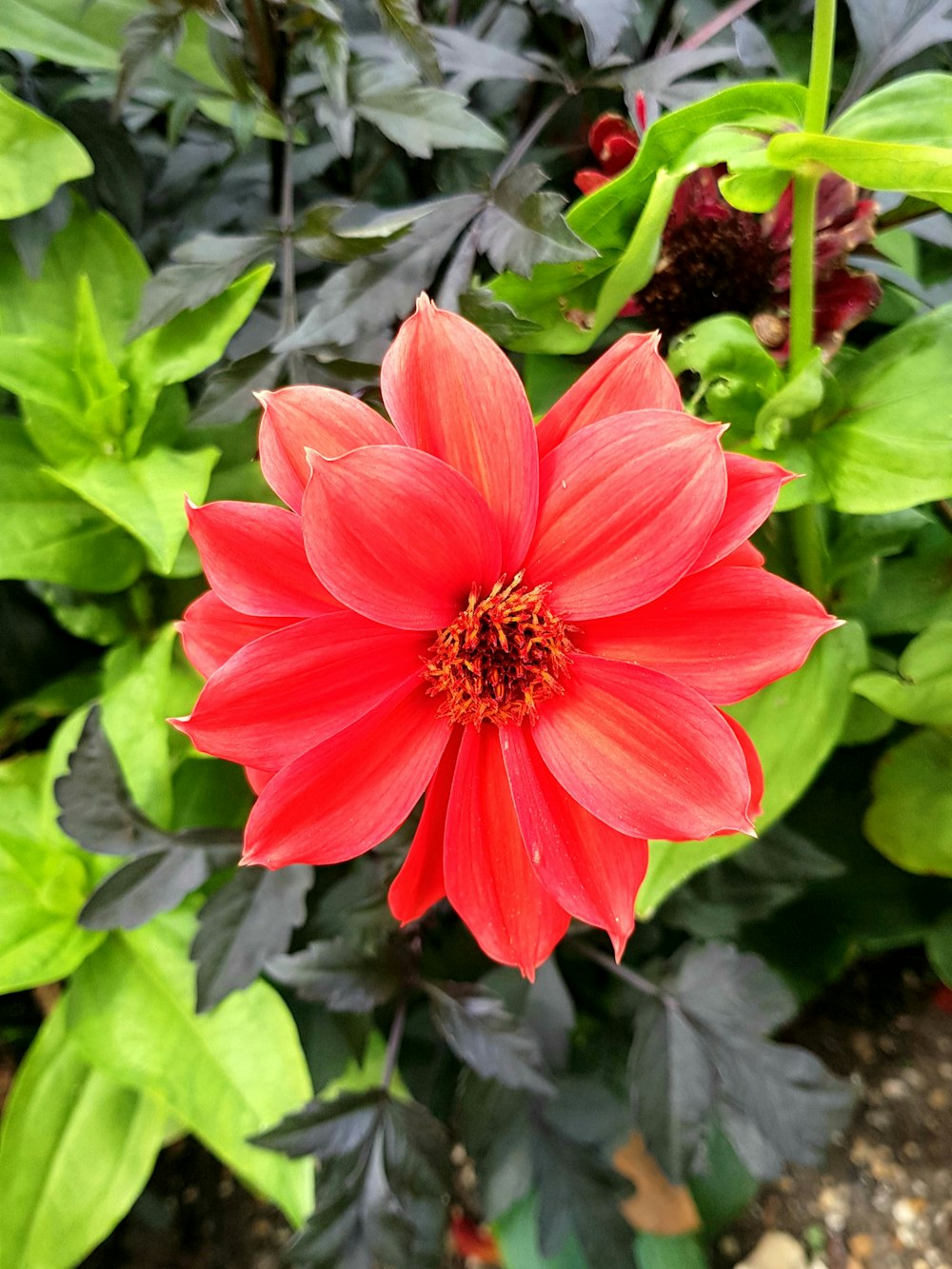 pink flower in tilt shift lens