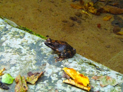 A bullfrog resting near a pond’s edge at sunset.