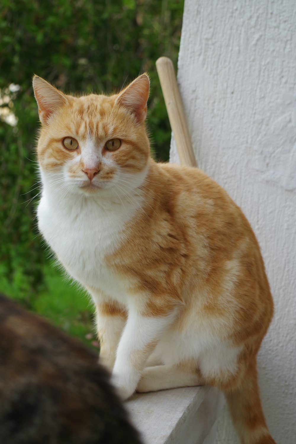 orange-weiße Tabby-Katze