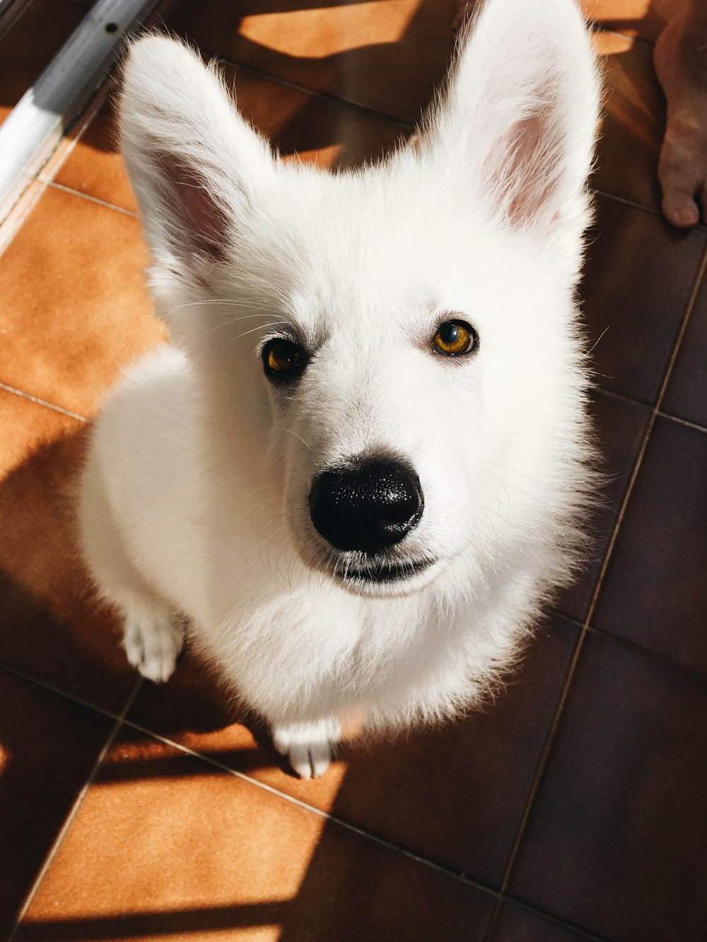 white long coated dog on brown floor tiles