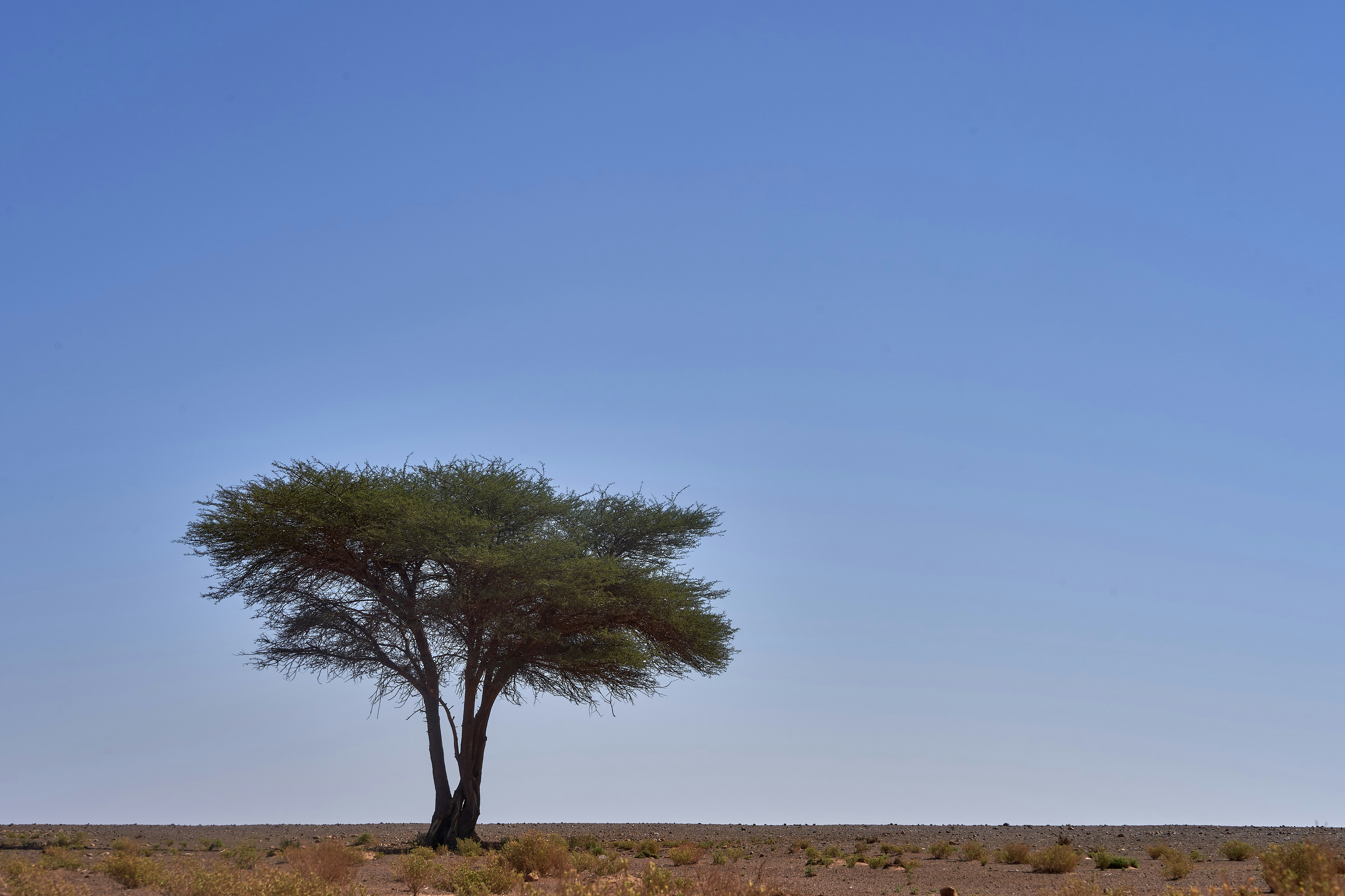 Photo by wolfgang_hasselmann