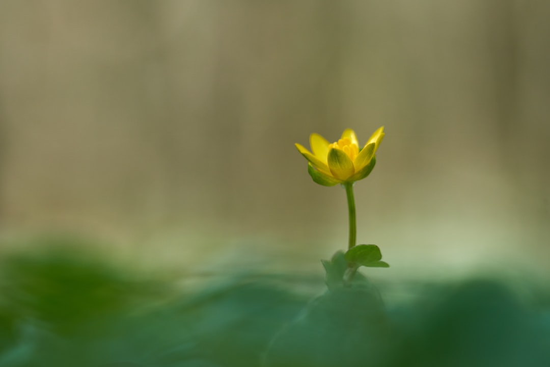 yellow flower in tilt shift lens