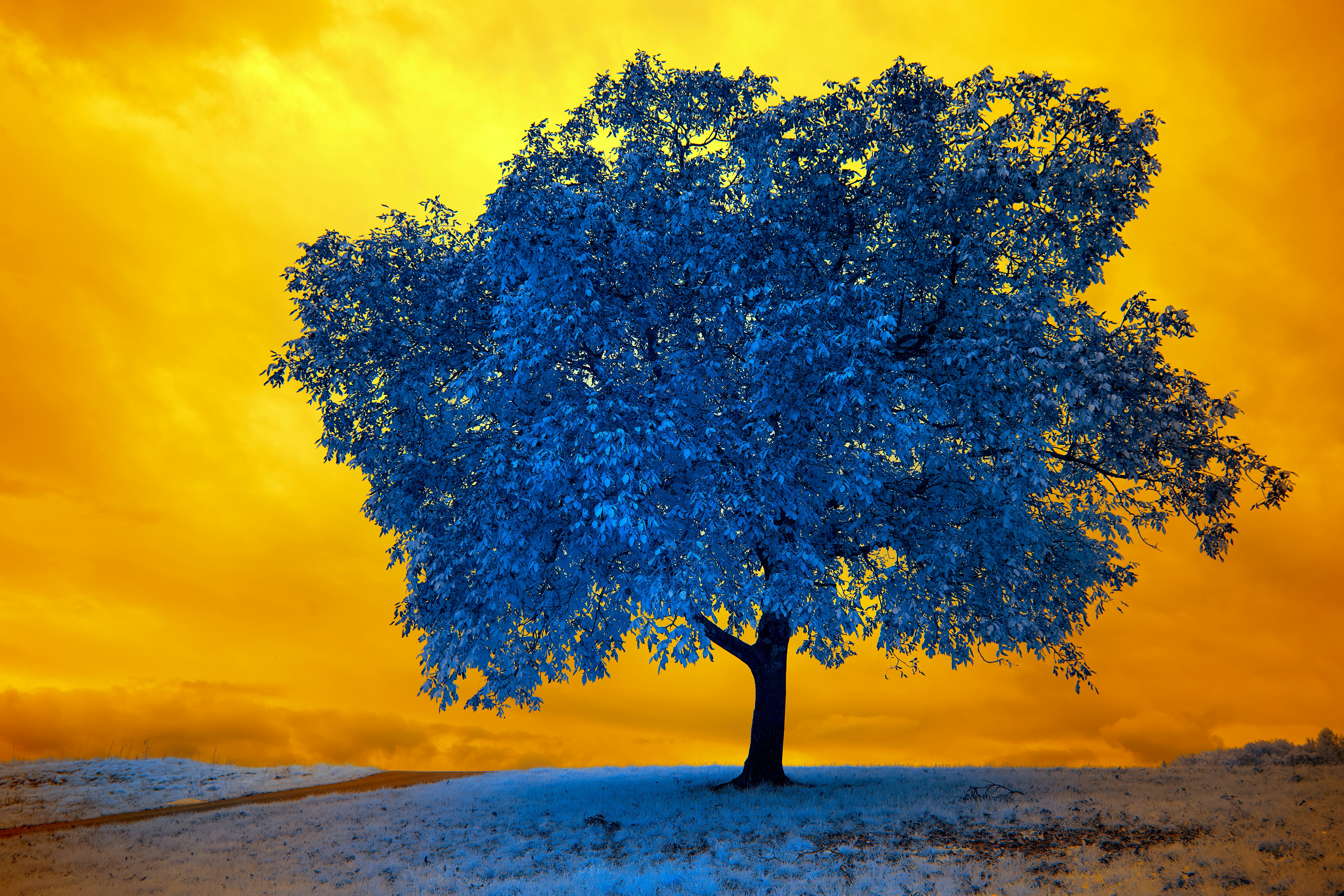 Photo by wolfgang_hasselmann