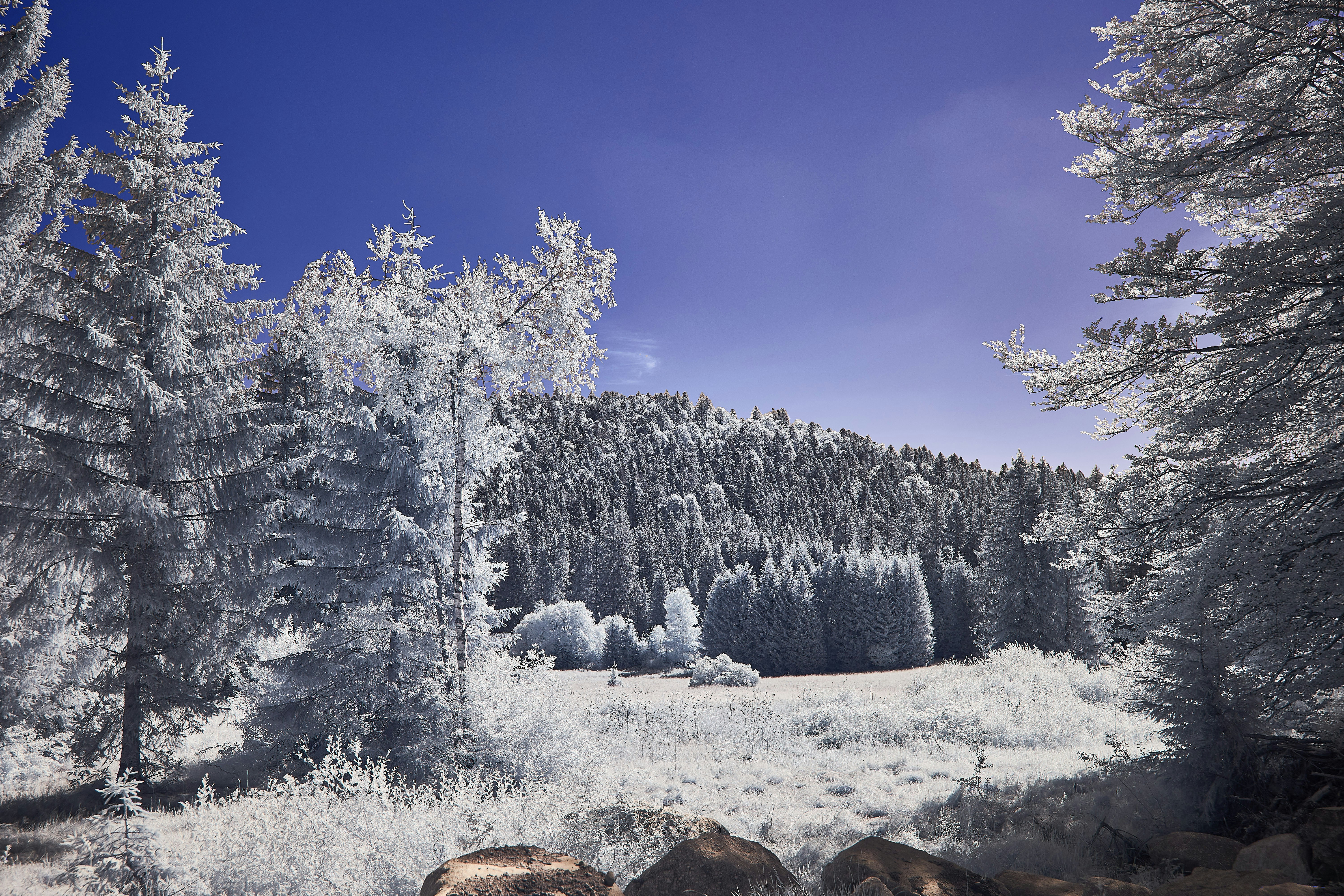 Photo by wolfgang_hasselmann