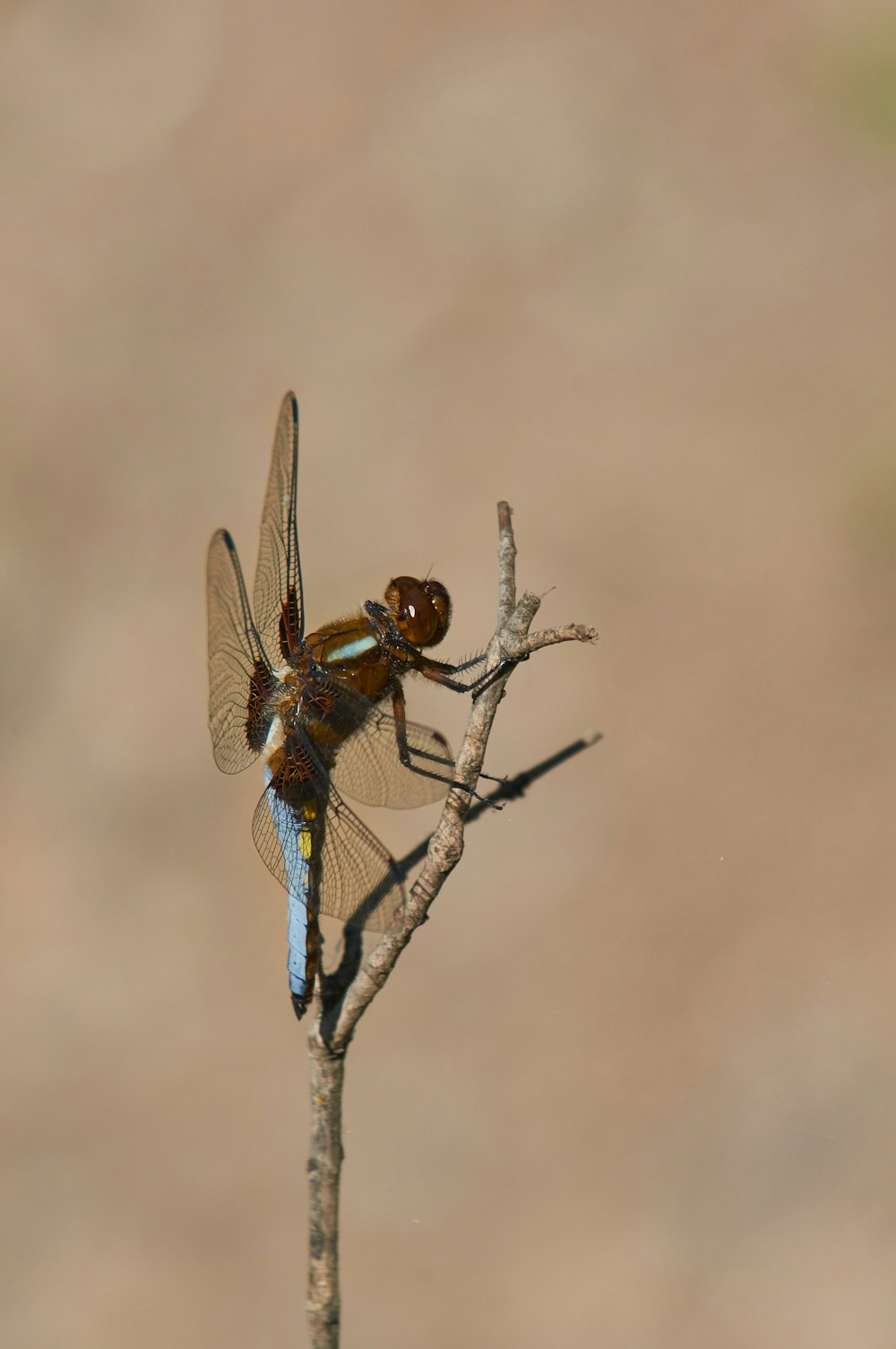 blue and black dragonfly perched on brown stem in close up photography during daytime